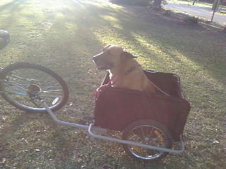 Red Dog in Aosom bike trailer