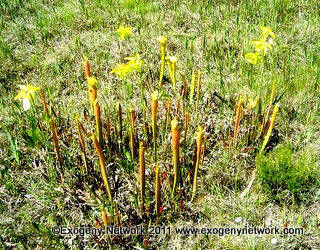 Pitcher Plant clump in a savanna area in Mississippi
